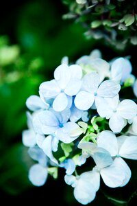 Flowers himalaya blank page