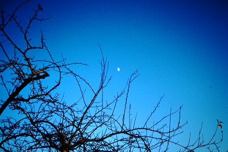 Moonlight tree mood photo