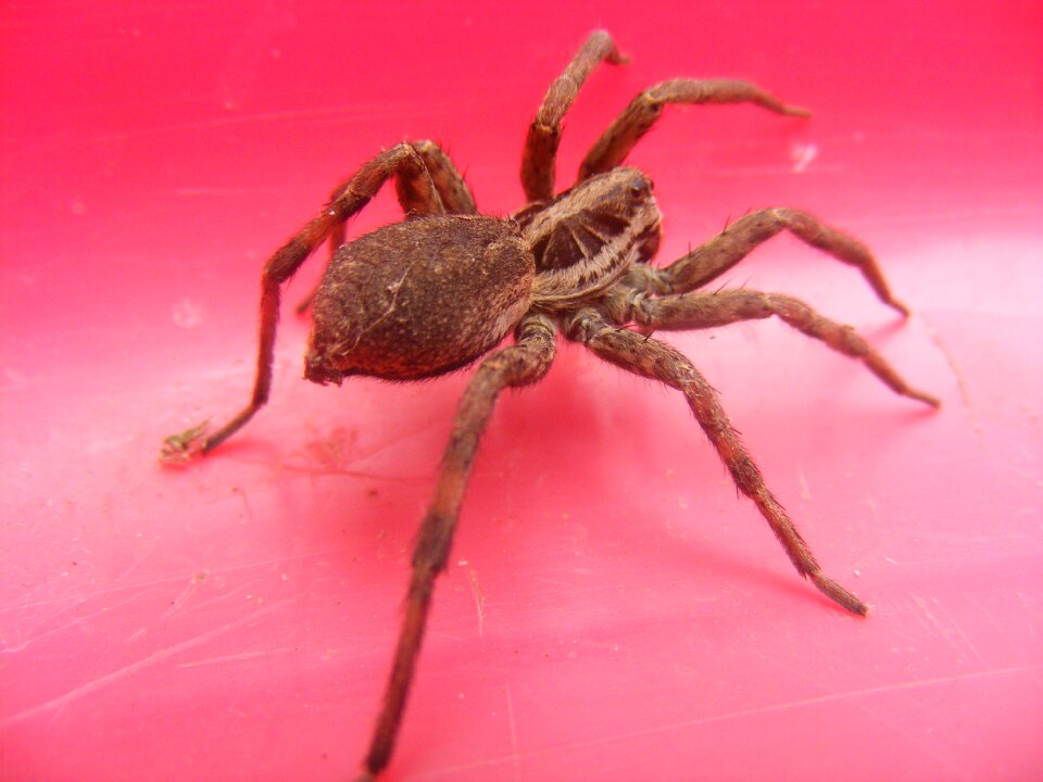 Nature red brown