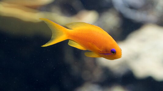 Aquarium small underwater