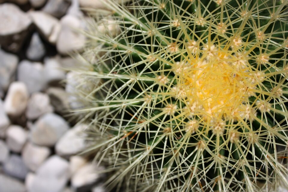 Nature plants plant