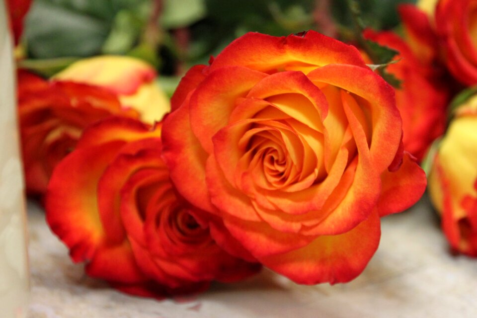 Beautiful blossom colorful
