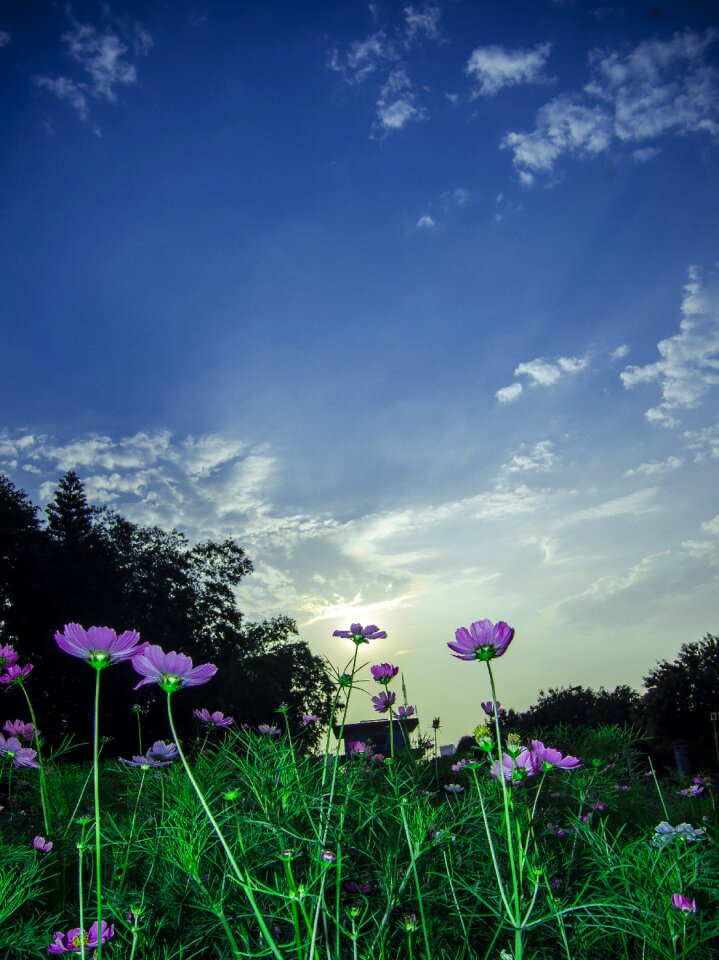 Green sky landscape