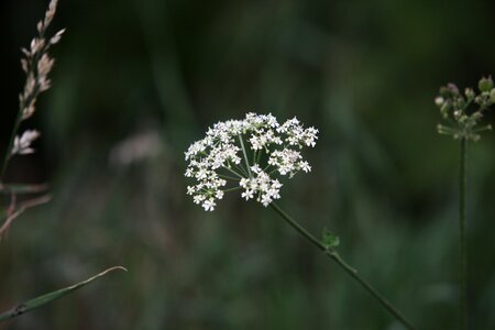 Keck queen anne's lace white photo