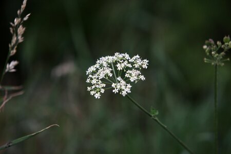 Keck queen anne's lace white