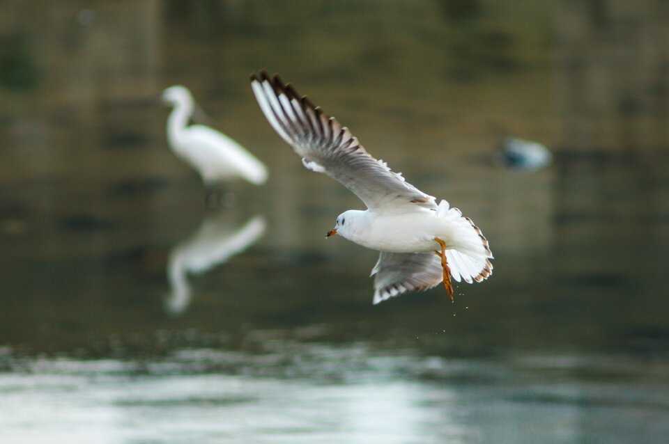 Seagull new flight
