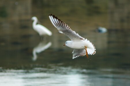 Seagull new flight photo