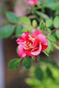 Rose plant nature photo