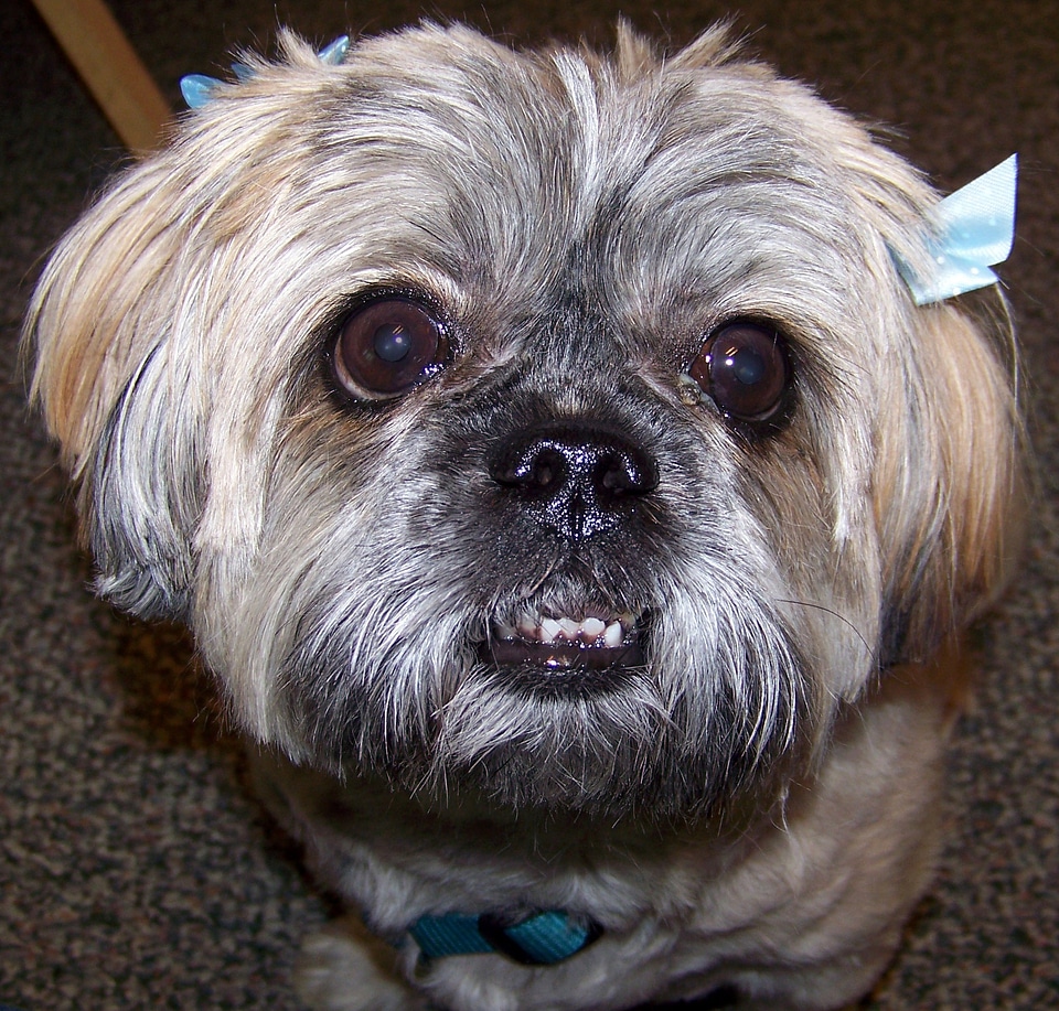 Doggy canine shih tzu
