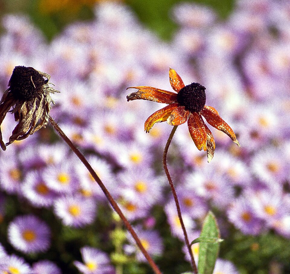 Przekwitający nature flora