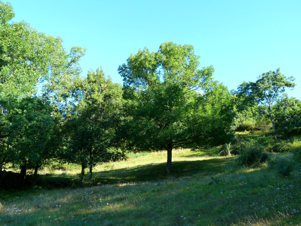 Summer trees contrast