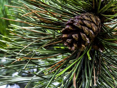 Plant cone nature