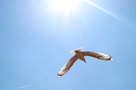 Seagulls flight hope