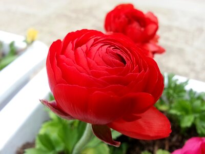 Flowers beautiful rose