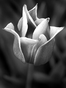 Plant flower black and white photo