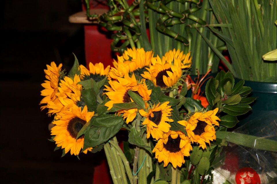 Flower plant