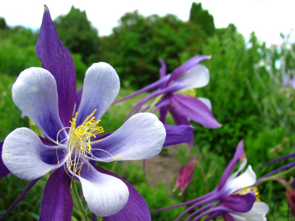 Happy nature spring