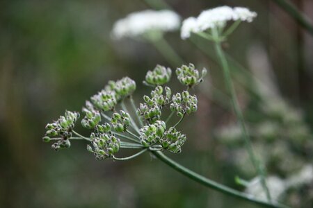 Wild beaked parsley queen anne's lace white photo