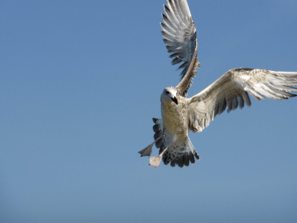 Wings sky nature