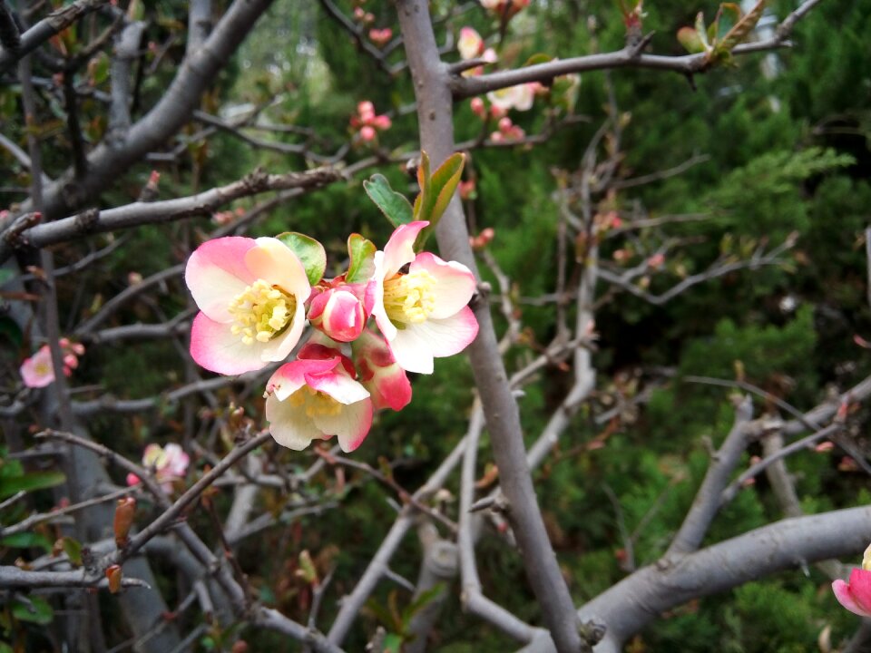 Peach blossom beautiful views