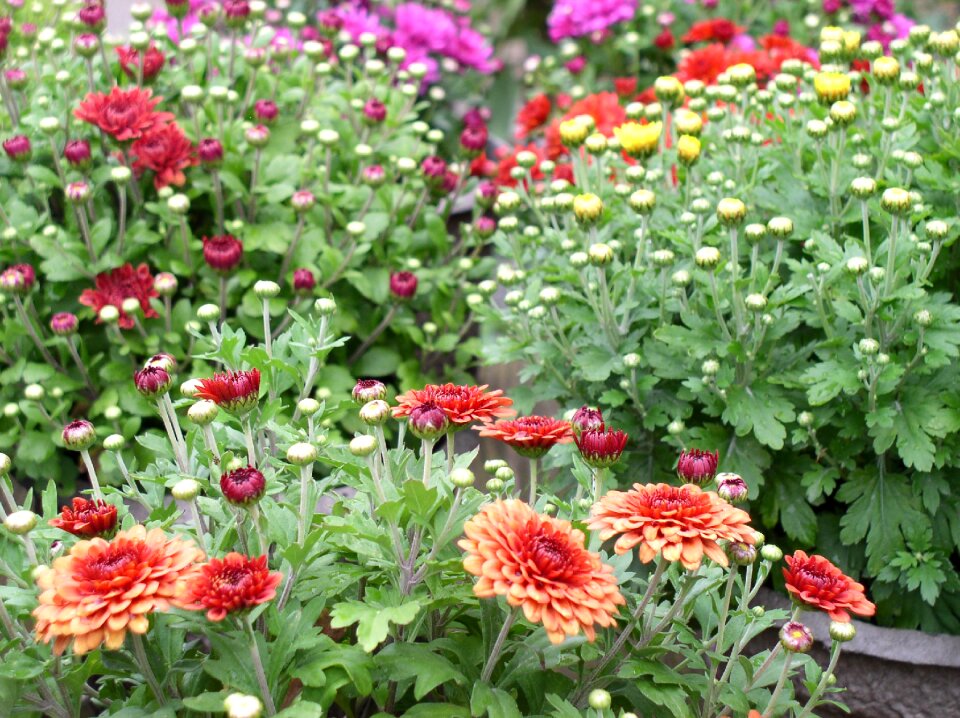 Autumn-flowers gardener blossom