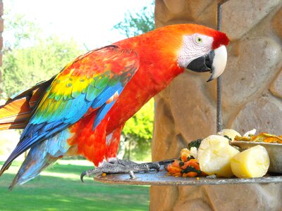 Ave animals color