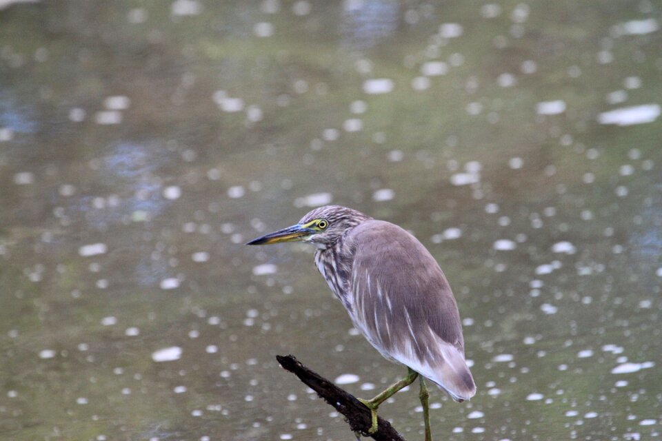 Wildlife beak water