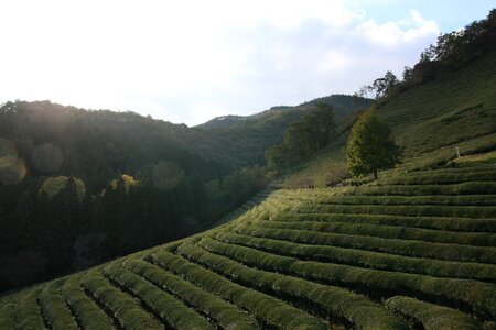 Scenery green tea plantation boseong photo