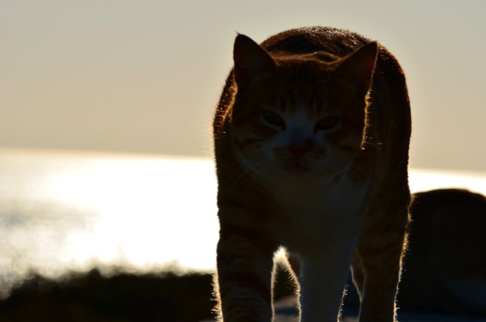 Cat feline pet