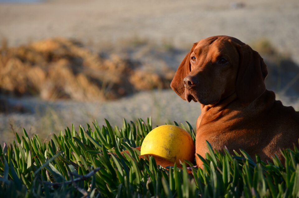 Dog pet Free photos