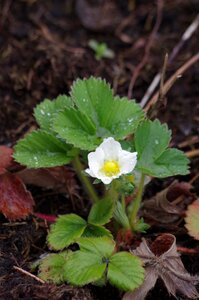 After rain petals flower