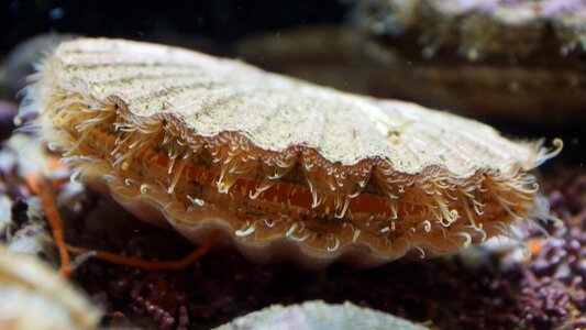 Shell alive mollusk photo