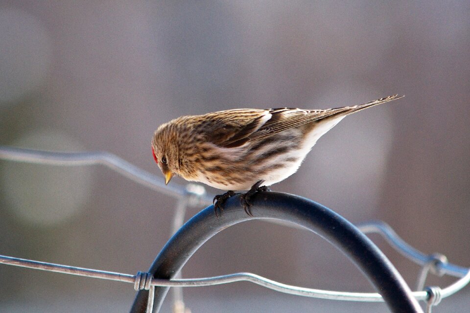 Nature feathers perched