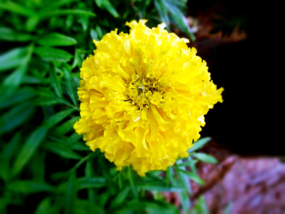 Nature beautiful plant