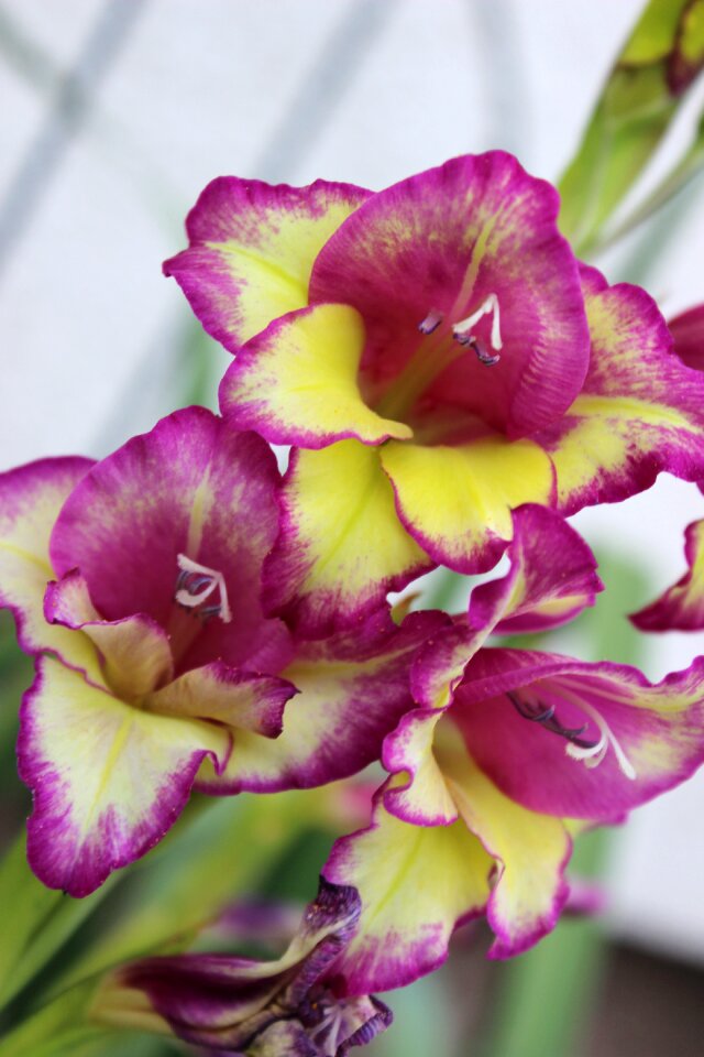 Flower purple spring