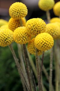 Craspedia floral beautiful