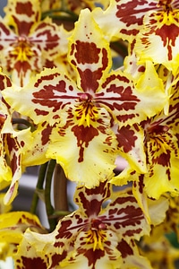 Close-up flora flower