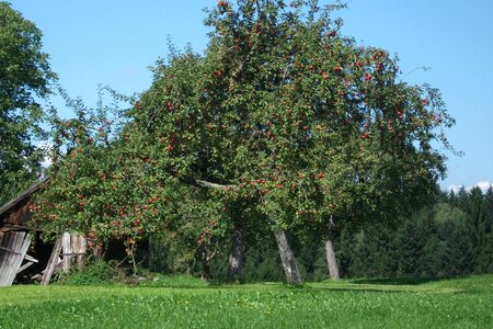 Tree apple branch