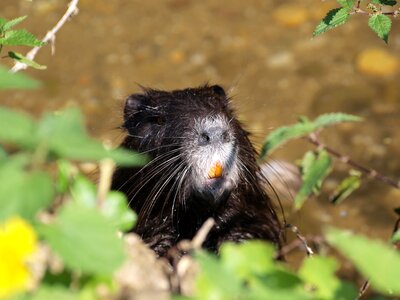 Water rodents tooth