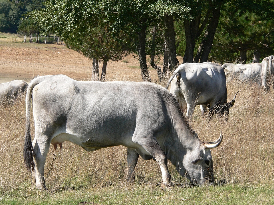 Italy nature animals