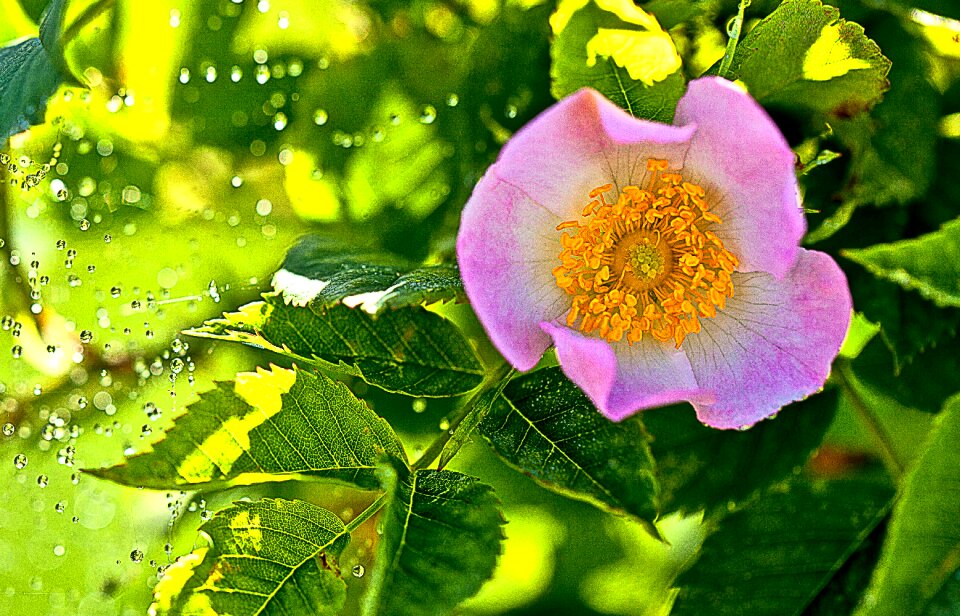 Flora pink the petals