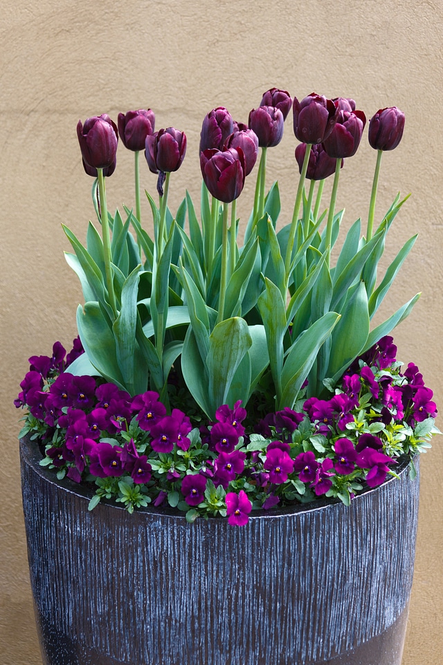 Color colorful flora