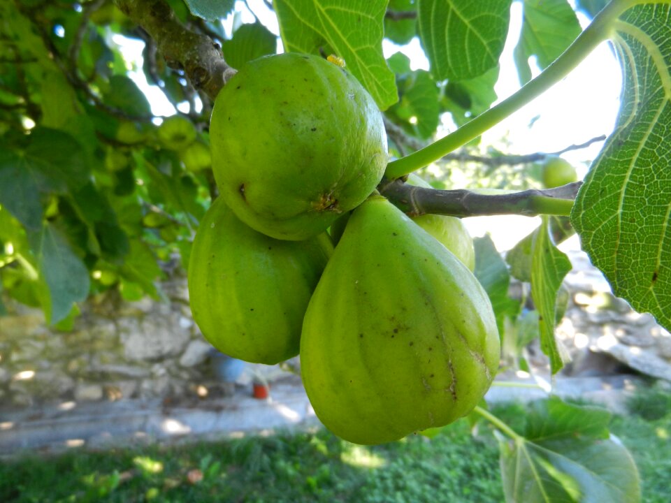 Figs fruit fig tree