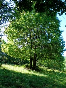 Trees nature light and shade photo