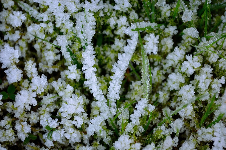 Nature background macro