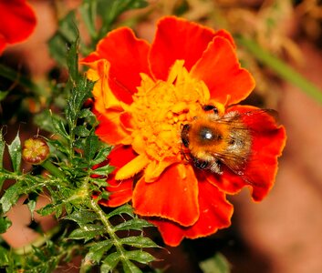 Flower blossom bloom photo