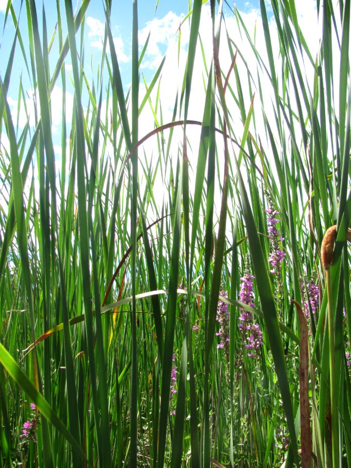 Green nature grass