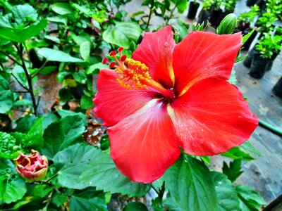 Rosa-sinensis flower plant