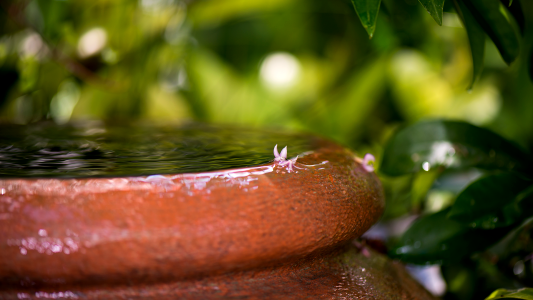 Beauty gardening landscaped
