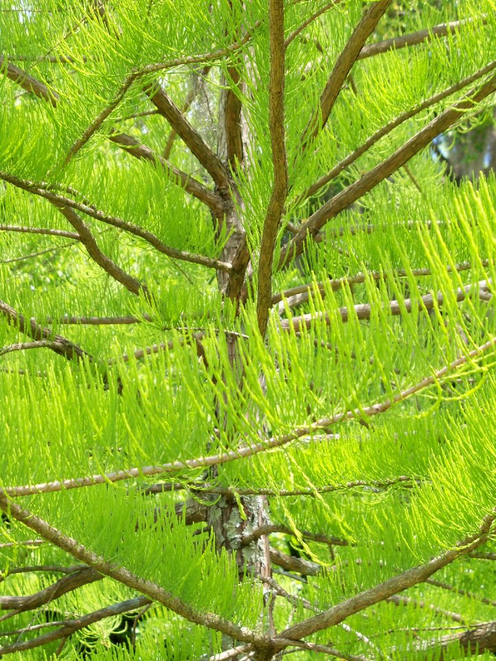 Natural plant conifer